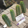 #EC72 EXACT Trichocereus Bridgesii Cactus Plant Cutting 5-6"