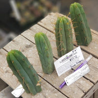 #EC72 EXACT Trichocereus Bridgesii Cactus Plant Cutting 5-6"