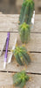 #EC72 EXACT Trichocereus Bridgesii Cactus Plant Cutting 5-6"