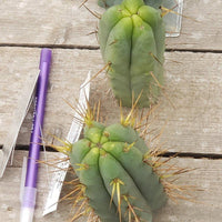 #EC72 EXACT Trichocereus Bridgesii Cactus Plant Cutting 5-6"