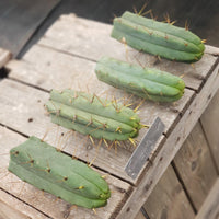 #EC72 EXACT Trichocereus Bridgesii Cactus Plant Cutting 5-6"