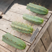 #EC72 EXACT Trichocereus Bridgesii Cactus Plant Cutting 5-6"