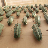 #EC72 EXACT Trichocereus Bridgesii Cactus Plant Cutting 5-6"