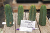 #EC72 EXACT Trichocereus Bridgesii Cactus Plant Cutting 5-6"