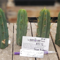 #EC72 EXACT Trichocereus Bridgesii Cactus Plant Cutting 5-6"