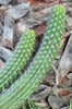 #EC77 EXACT Trichocereus Thelogonus Cactus Cutting 6" Plant