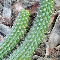 #EC77 EXACT Trichocereus Thelogonus Cactus Cutting 6" Plant