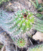 #EC77 EXACT Trichocereus Thelogonus Cactus Cutting 6" Plant