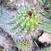 #EC77 EXACT Trichocereus Thelogonus Cactus Cutting 6" Plant