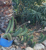 #EC77 EXACT Trichocereus Thelogonus Cactus Cutting 6" Plant