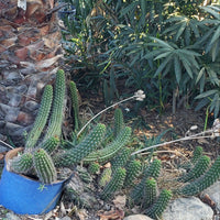 #EC77 EXACT Trichocereus Thelogonus Cactus Cutting 6" Plant