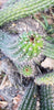 #EC77 EXACT Trichocereus Thelogonus Cactus Cutting 6" Plant