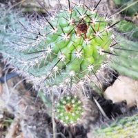 #EC77 EXACT Trichocereus Thelogonus Cactus Cutting 6" Plant