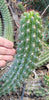 #EC77 EXACT Trichocereus Thelogonus Cactus Cutting 6" Plant