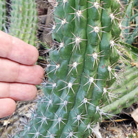 #EC77 EXACT Trichocereus Thelogonus Cactus Cutting 6" Plant