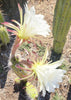 #EC77 EXACT Trichocereus Thelogonus Cactus Cutting 6" Plant