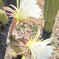 #EC77 EXACT Trichocereus Thelogonus Cactus Cutting 6" Plant