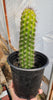 #EC77 EXACT Trichocereus Thelogonus Cactus Cutting 6" Plant