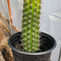 #EC77 EXACT Trichocereus Thelogonus Cactus Cutting 6" Plant