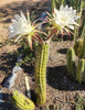 #EC77 EXACT Trichocereus Thelogonus Cactus Cutting 6" Plant