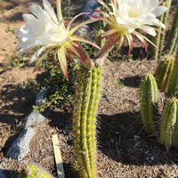 #EC77 EXACT Trichocereus Thelogonus Cactus Cutting 6" Plant