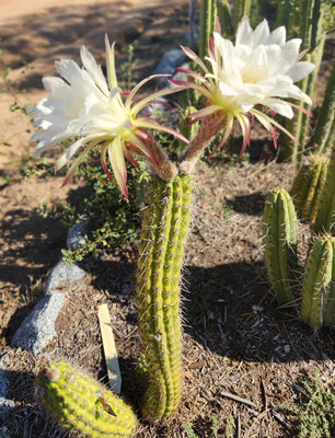 #EC77 EXACT Trichocereus Thelogonus Cactus Cutting 6