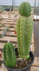 #EC78 EXACT Trichocereus Pachanoi Monstrose TPM Cactus 14.5, 6.5"