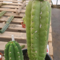 #EC78 EXACT Trichocereus Pachanoi Monstrose TPM Cactus 14.5, 6.5"