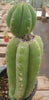 #EC78 EXACT Trichocereus Pachanoi Monstrose TPM Cactus 14.5, 6.5"