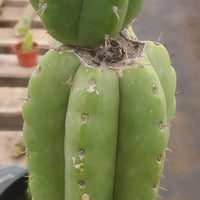 #EC78 EXACT Trichocereus Pachanoi Monstrose TPM Cactus 14.5, 6.5"