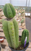 #EC78 EXACT Trichocereus Pachanoi Monstrose TPM Cactus 14.5, 6.5"