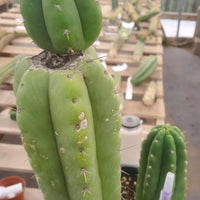 #EC78 EXACT Trichocereus Pachanoi Monstrose TPM Cactus 14.5, 6.5"