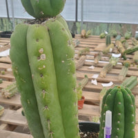 #EC78 EXACT Trichocereus Pachanoi Monstrose TPM Cactus 14.5, 6.5"