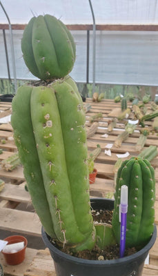 #EC78 EXACT Trichocereus Pachanoi Monstrose TPM Cactus 14.5, 6.5