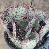 #EC79 EXACT Opuntia Amethyst Wave Cactus Plant