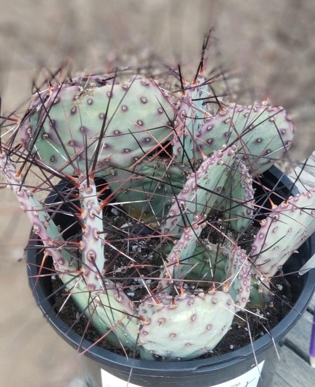 #EC79 EXACT Opuntia Amethyst Wave Cactus Plant