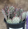 #EC79 EXACT Opuntia Amethyst Wave Cactus Plant