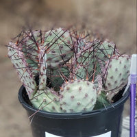 #EC79 EXACT Opuntia Amethyst Wave Cactus Plant