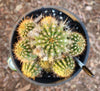 #EC82 EXACT Trichocereus Grandiflorus Hybrid Cactus Plant