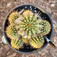 #EC82 EXACT Trichocereus Grandiflorus Hybrid Cactus Plant