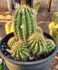 #EC82 EXACT Trichocereus Grandiflorus Hybrid Cactus Plant