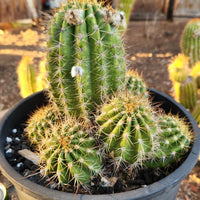 #EC82 EXACT Trichocereus Grandiflorus Hybrid Cactus Plant