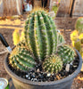 #EC82 EXACT Trichocereus Grandiflorus Hybrid Cactus Plant