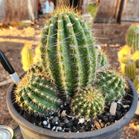 #EC82 EXACT Trichocereus Grandiflorus Hybrid Cactus Plant