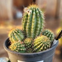 #EC82 EXACT Trichocereus Grandiflorus Hybrid Cactus Plant