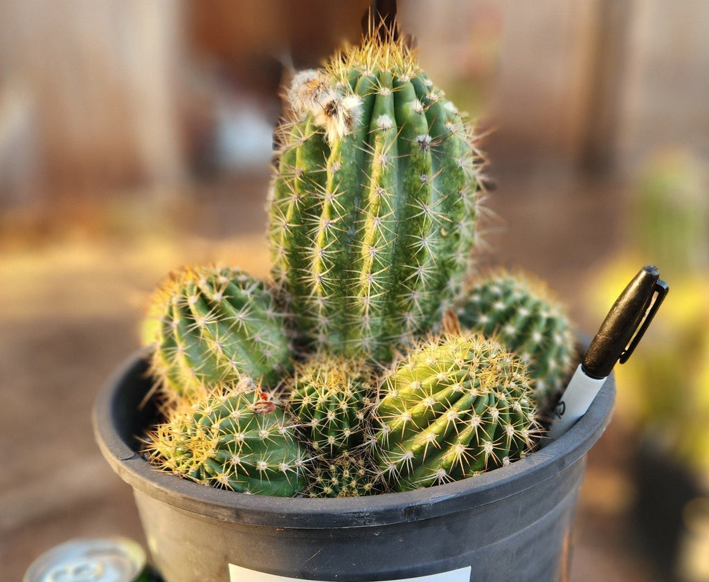 #EC82 EXACT Trichocereus Grandiflorus Hybrid Cactus Plant