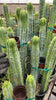 #EC85 EXACT Trichocereus "K-Valle" Bridgesii  Cactus Plant Cutting 10-12"