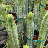 #EC85 EXACT Trichocereus "K-Valle" Bridgesii  Cactus Plant Cutting 10-12"