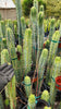 #EC85 EXACT Trichocereus "K-Valle" Bridgesii  Cactus Plant Cutting 10-12"