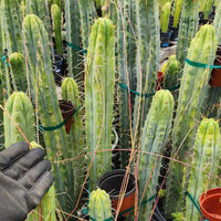 #EC85 EXACT Trichocereus "K-Valle" Bridgesii  Cactus Plant Cutting 10-12"